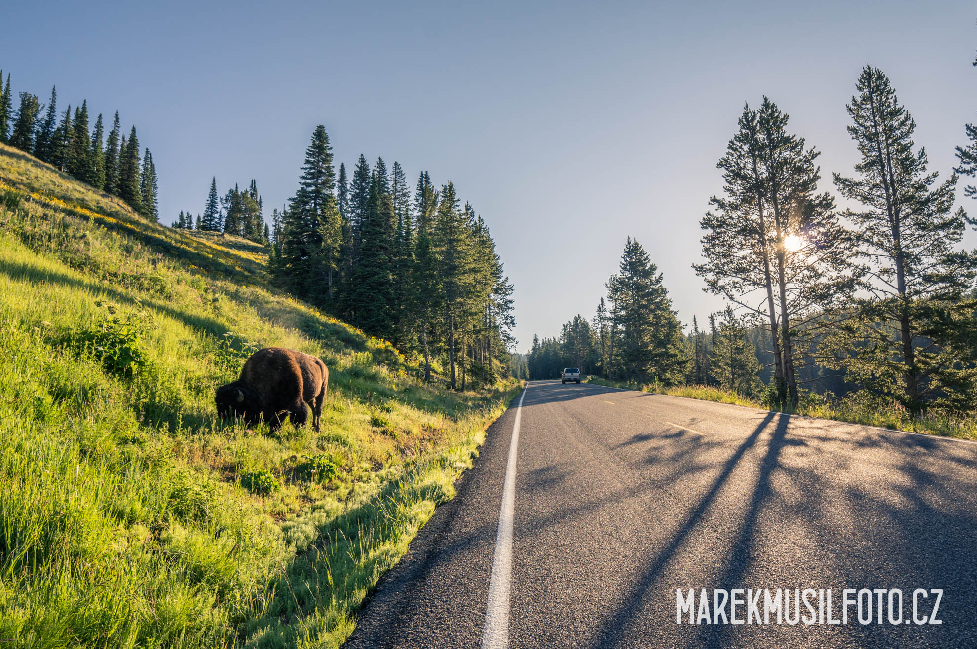 Cesta po USA - Yellowstone bison