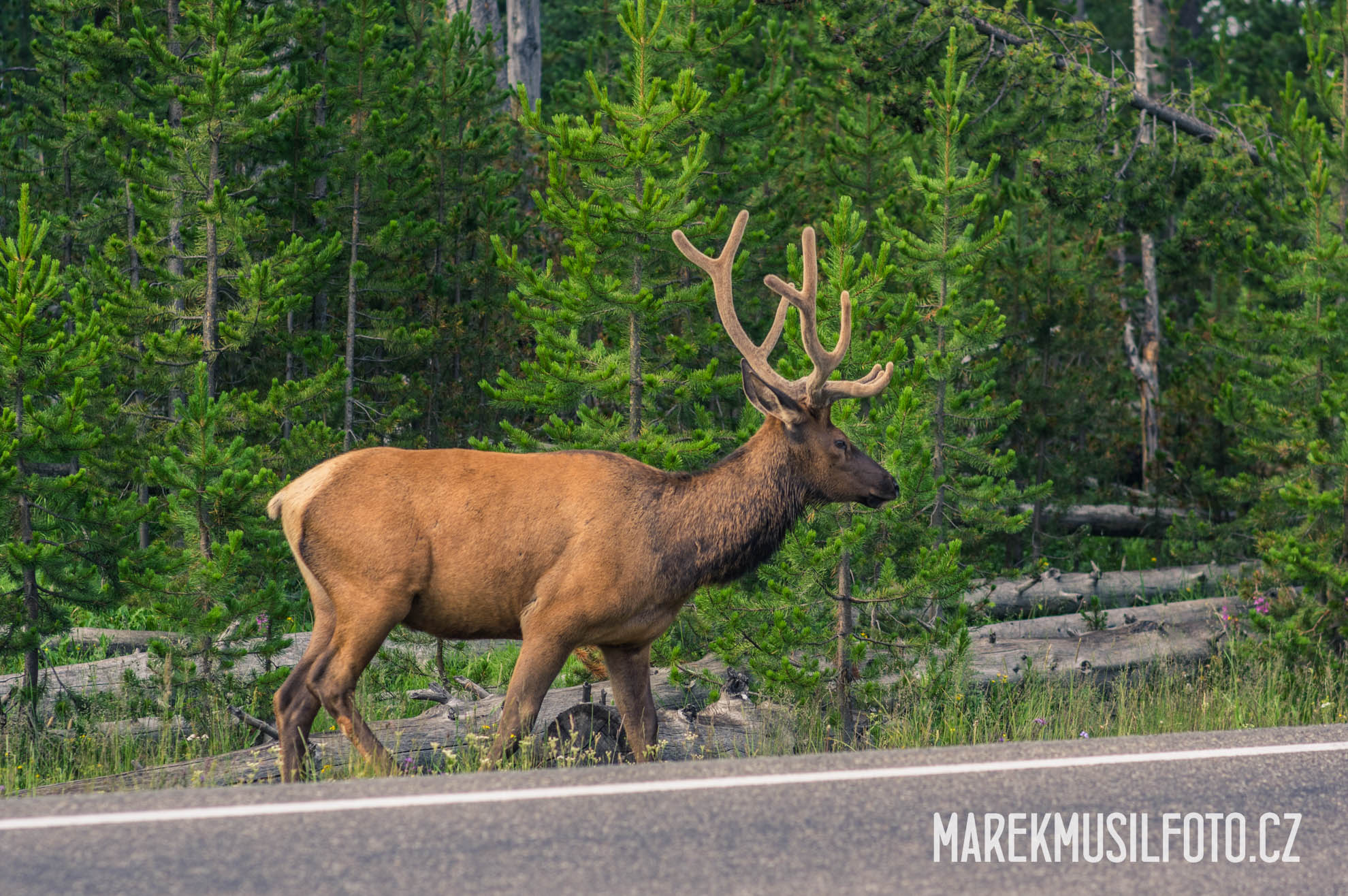 Cesta po USA - Yellowstone Elk