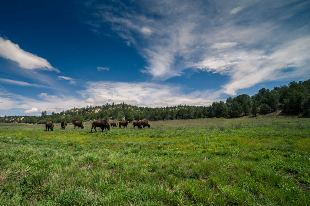 Blog z USA 2016 - Bizoni
