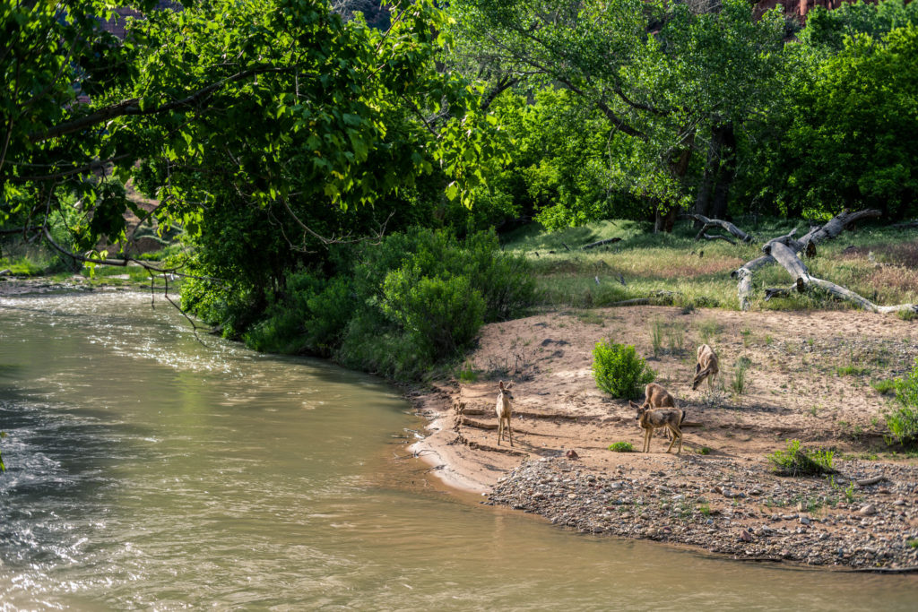 Blog z USA 2016 - Elkové