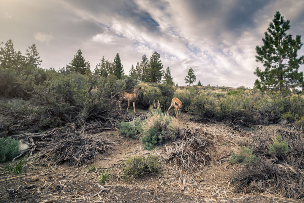 Blog z USA 2016 - Elkové