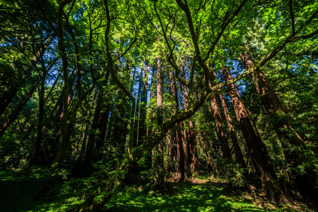 Blog z USA 2016 - Muir Woods