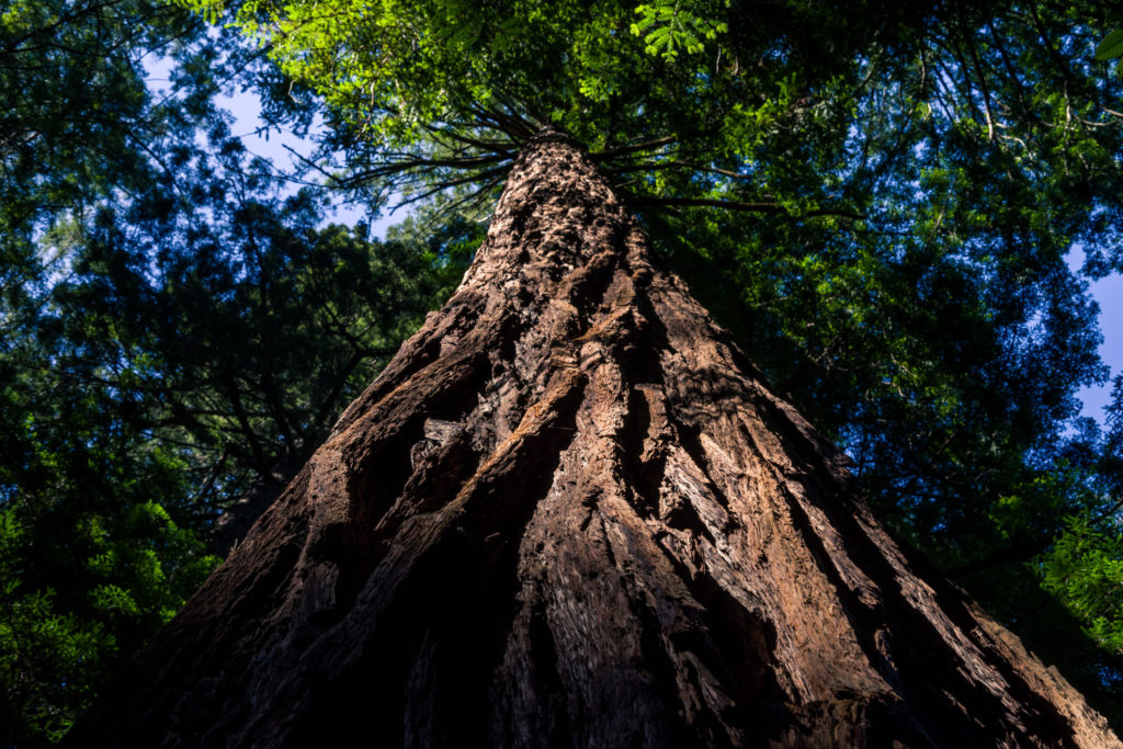 Blog z USA 2016 - Muir Woods