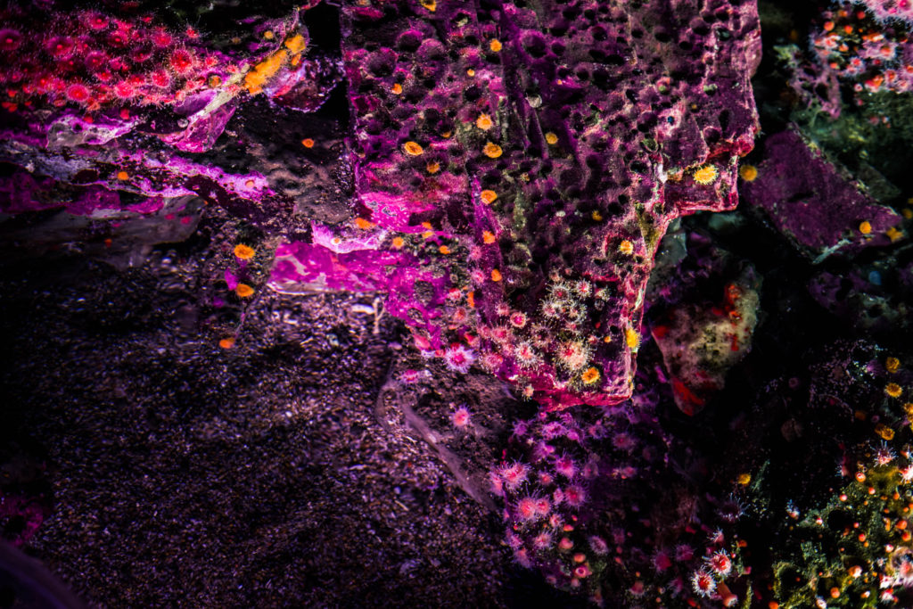 Blog z USA 2016 - Hledá se Nemo