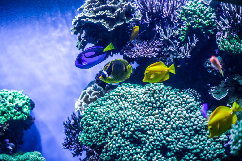 Blog z USA 2016 - Monterey akvárium