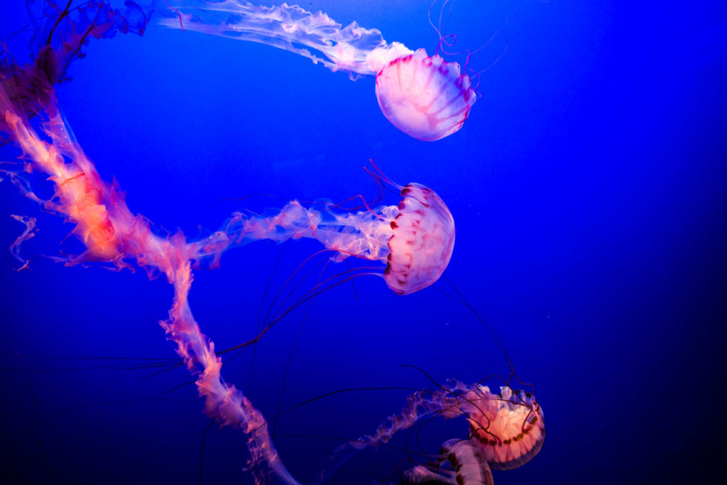 Blog z USA 2016 - Monterey akvárium - medúza