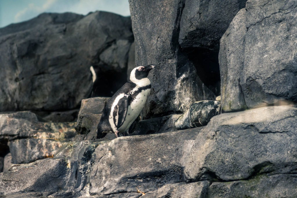 Blog z USA 2016 - Monterey akvárium - tučňáci