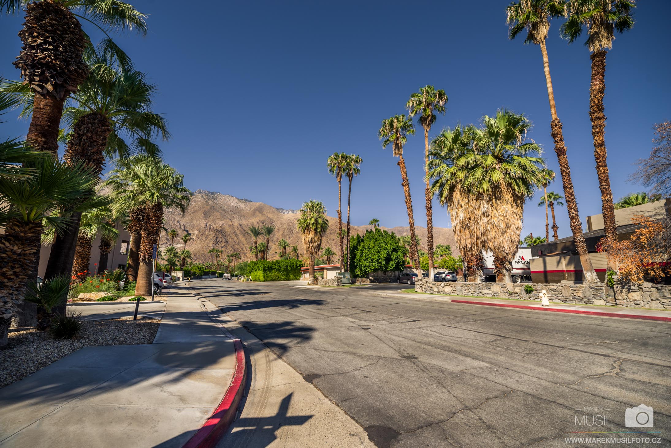 Palm Springs Palms